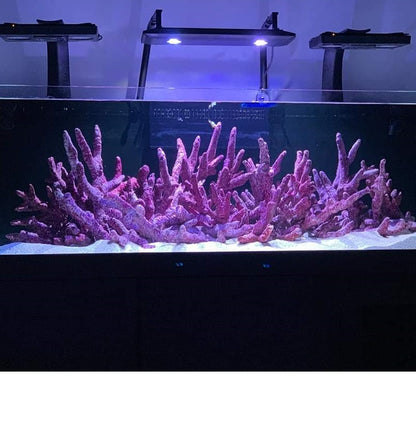 Real Reef Rock Branch