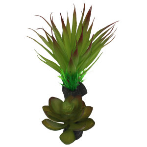 Komodo Succulent