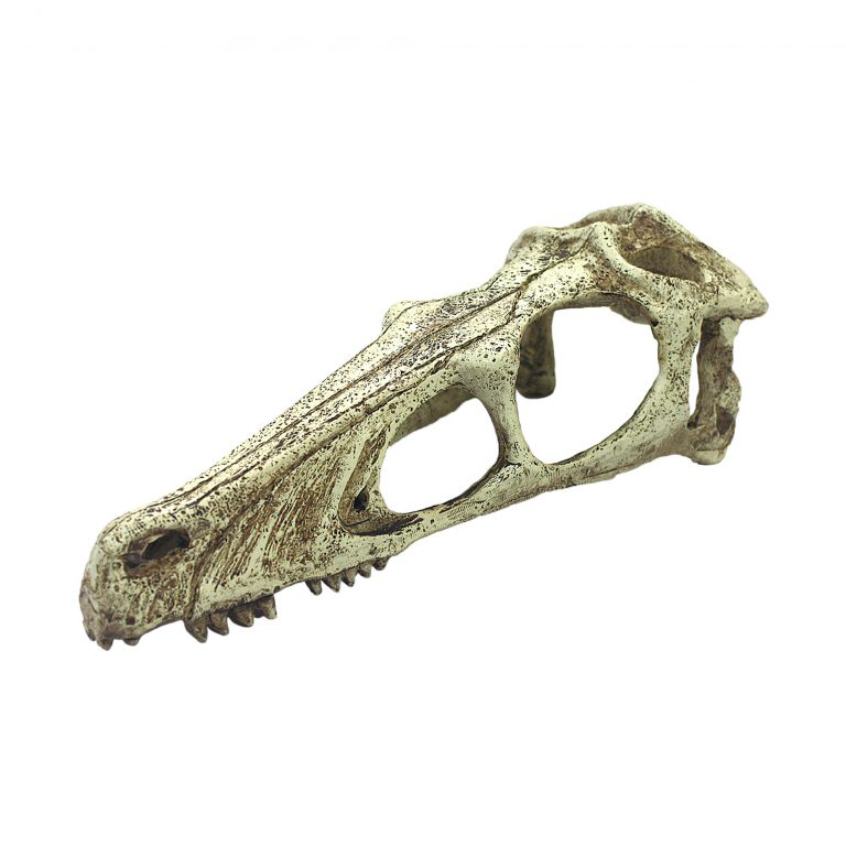 Komodo Raptor Skull - Large