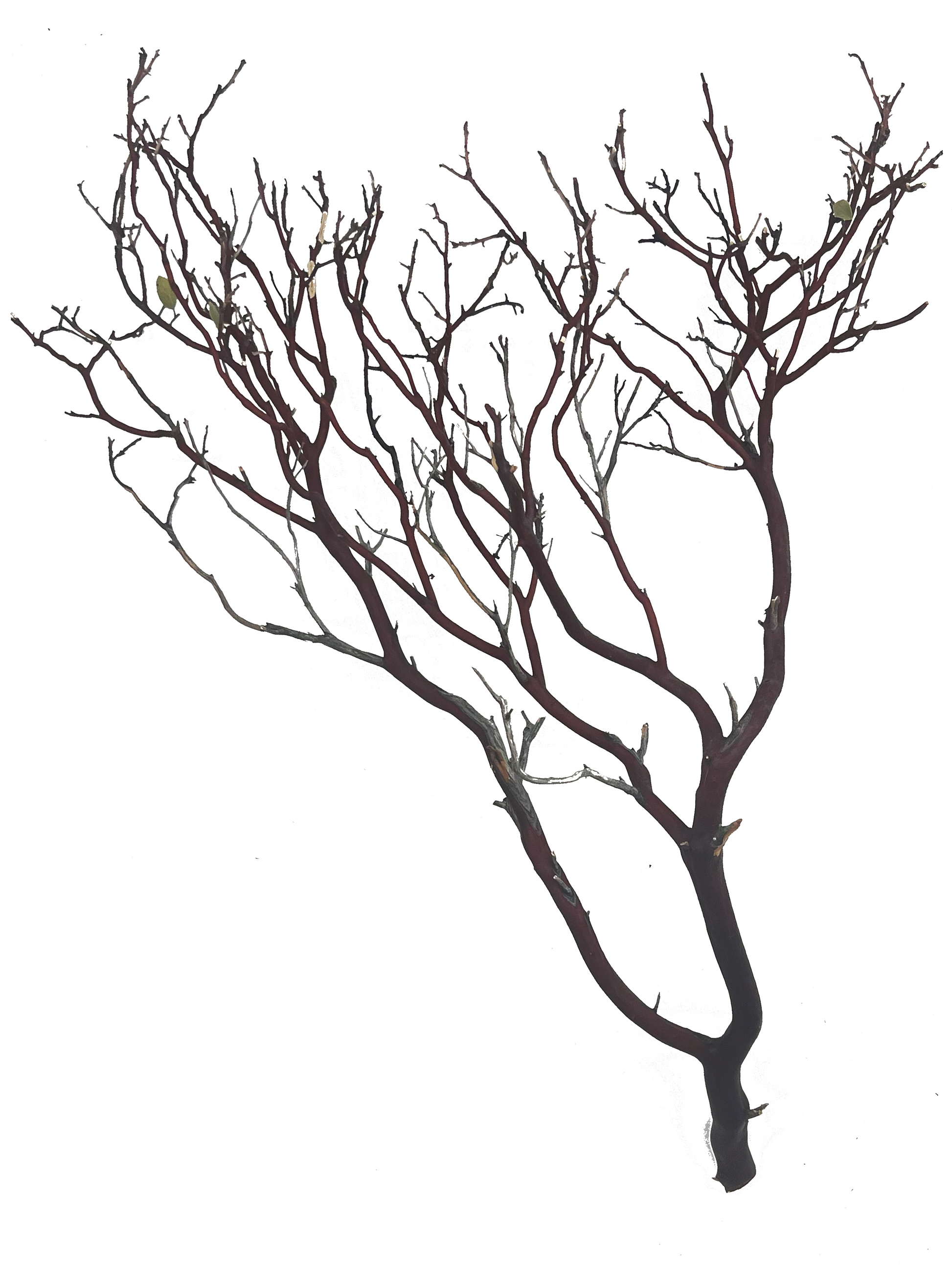 Tideline Naturescapes Naturescapes Red Manzanita 48"
