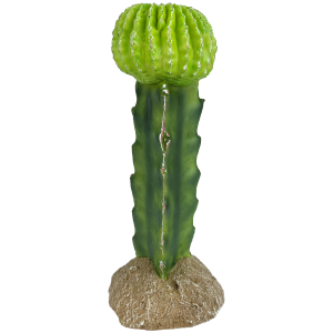 Komodo Moon Cactus