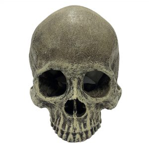 Human Skull Half