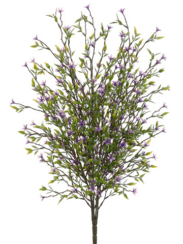 20" Wild Starflower Bush Purple