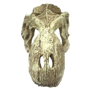 Komodo T-Rex Skull - Large