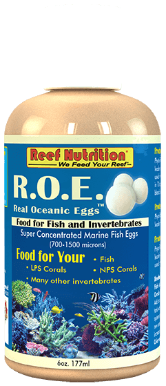 Real Ocean Eggs 16oz