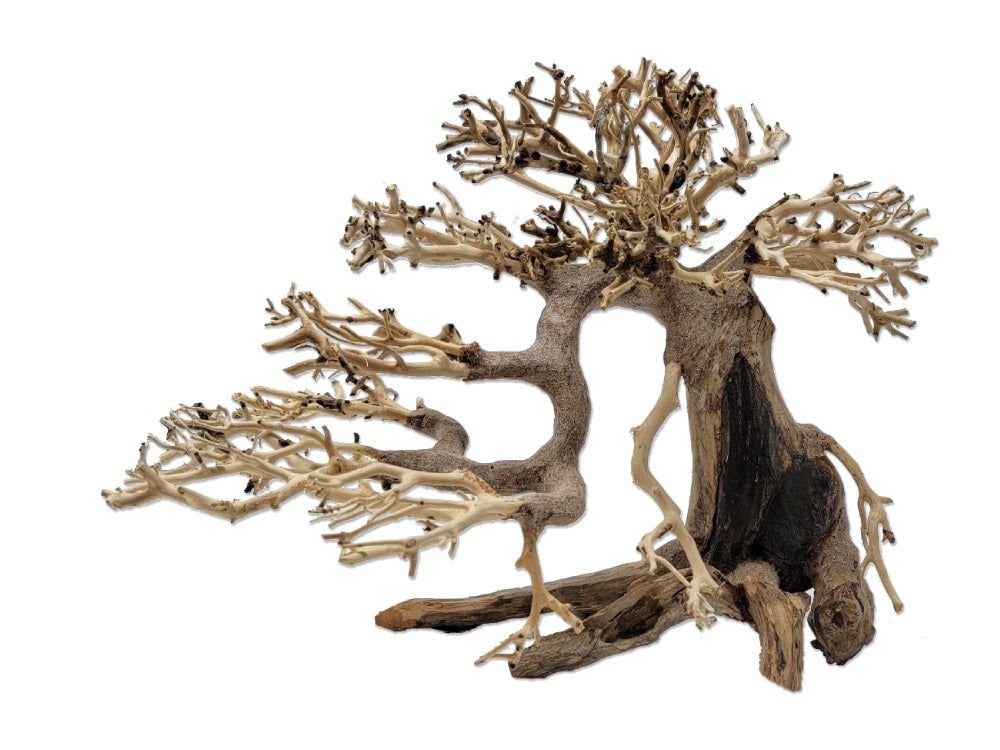 Tideline Naturescapes Dragon Bonsai Med