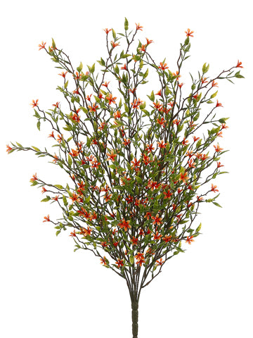 20" Wild Starflower Bush Orange