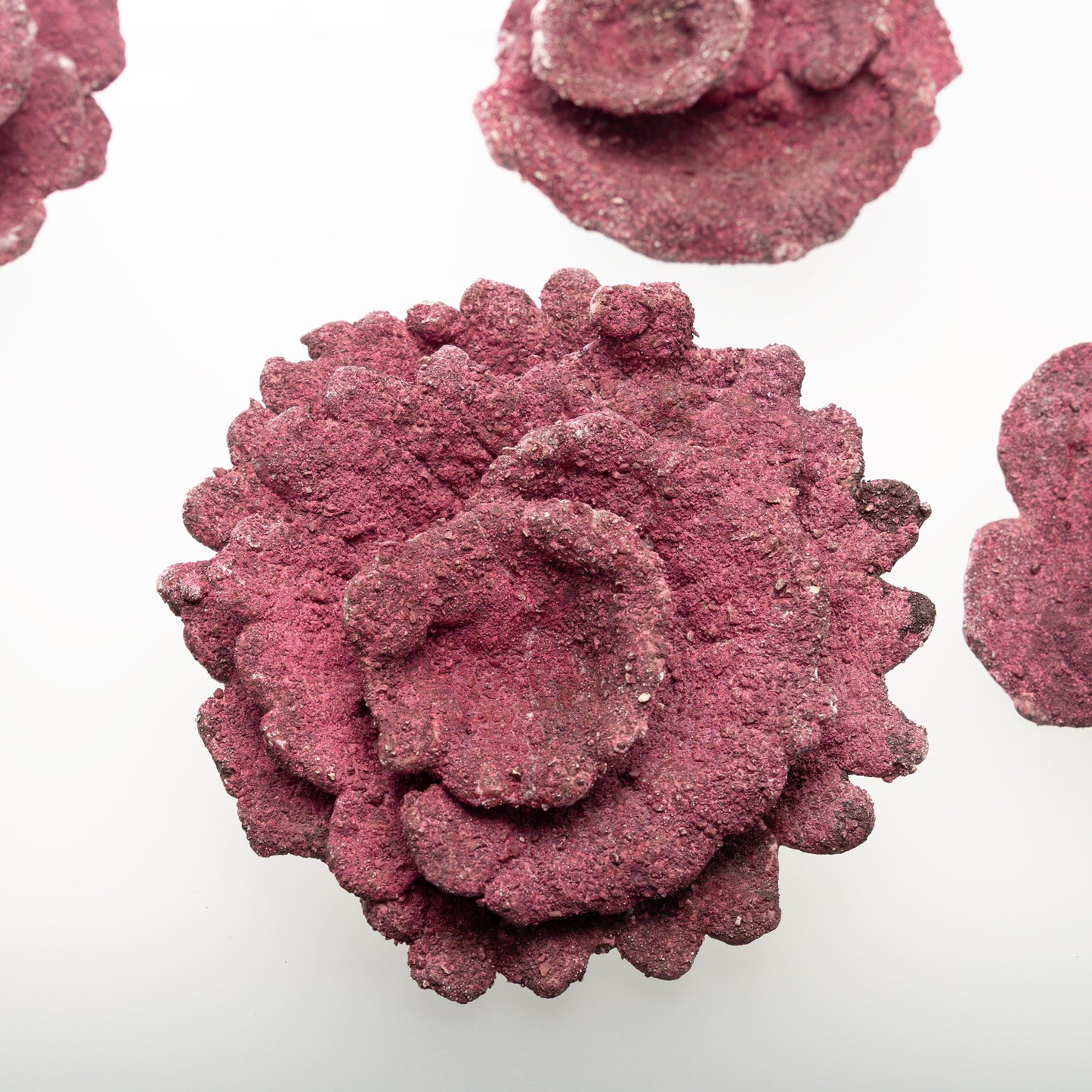 Real Reef Turbinaria Cups (10pcs)