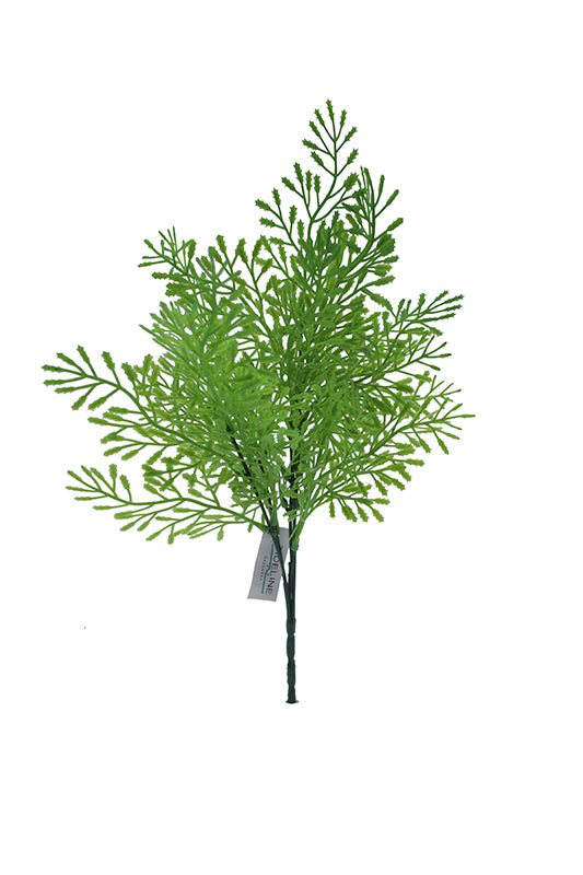 Tideline Naturescapes 12" Ambrosia Fern