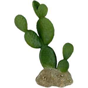Komodo Prickly Pear Cactus