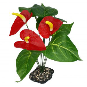 Komodo Anthurium Bush w/ Gravel