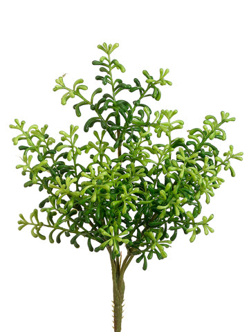 10" Sedum Bush Green