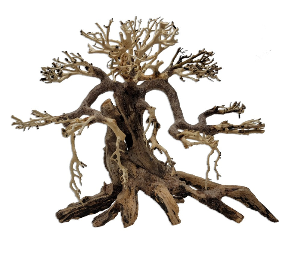 Tideline Naturescapes Savanna Bonsai Med