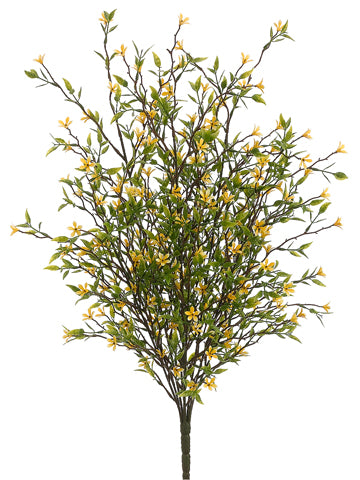 Tideline Naturescapes 20" Wild Starflower Bush
