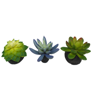 Komodo Succulent 3pk (Blue/Green)