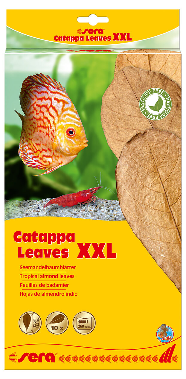 Sera Catappa Leaves XXL 11.8 - 13.8 in (10 pcs.)