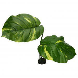 Komodo Guiana Plant (Jumbo)