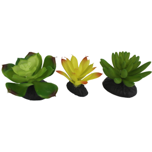 Komodo Succulent 3pk (Yellow/Green)