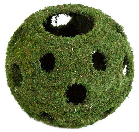 Galapagos Mossy Cave Terrarium Hideaway