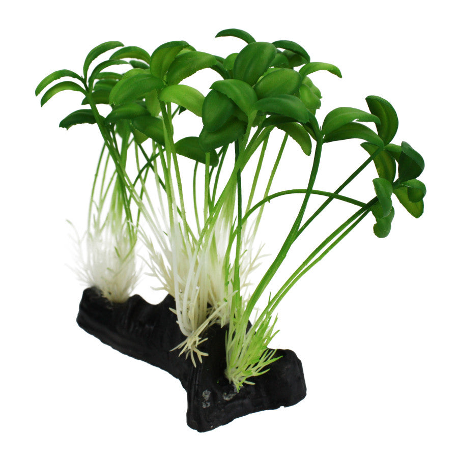 Komodo Sprout Plant