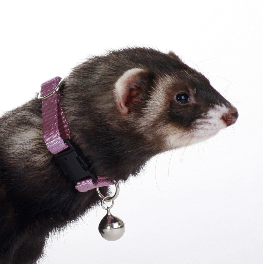 Marshall Pet Products Ferret Bell Collar