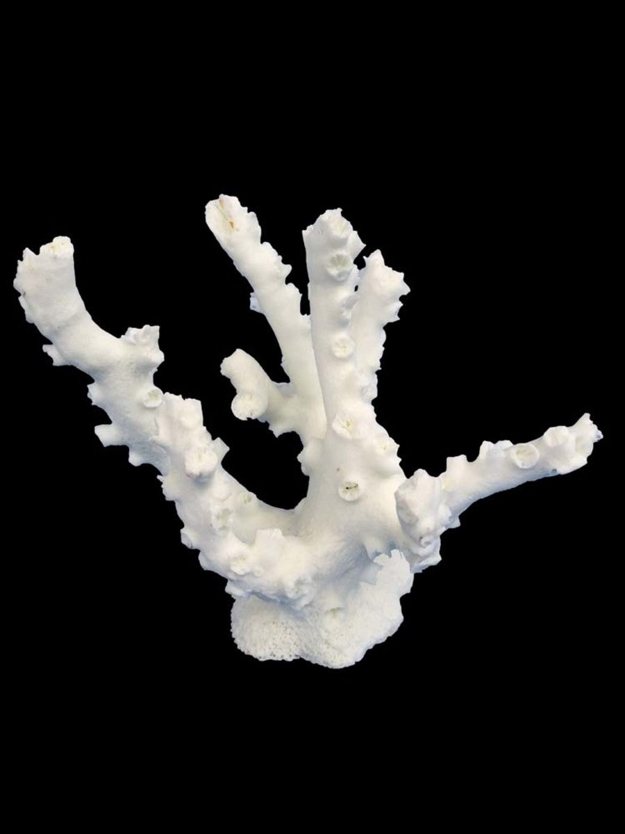 Weco Products South Pacific Coral Octopus Ornament