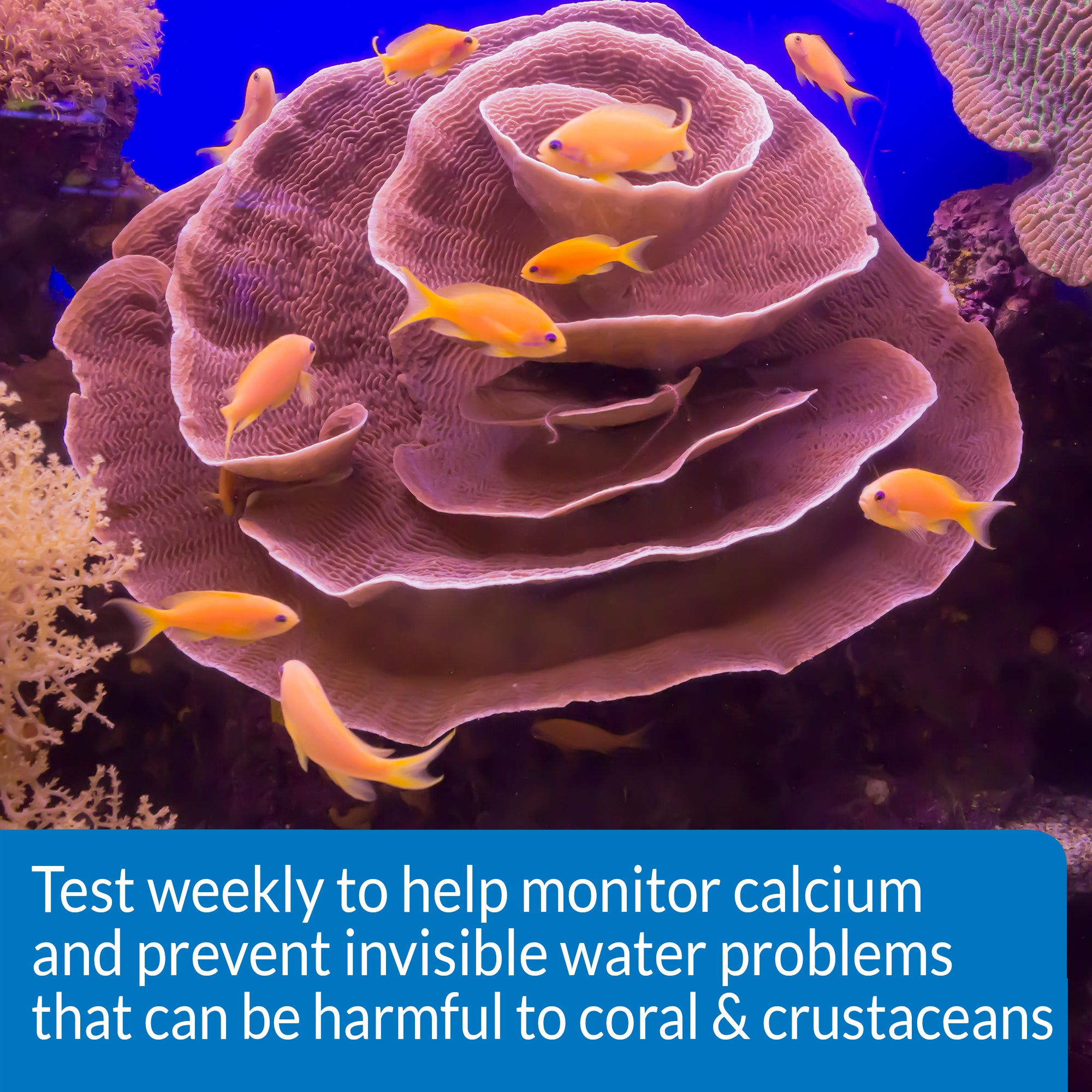 API Calcium Test Kit