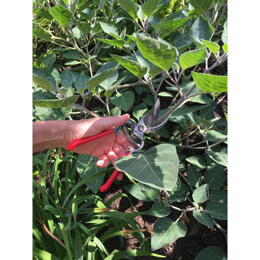 Corona ClassicCUT® Bypass Pruner, 3/4 in. Cut Capacity