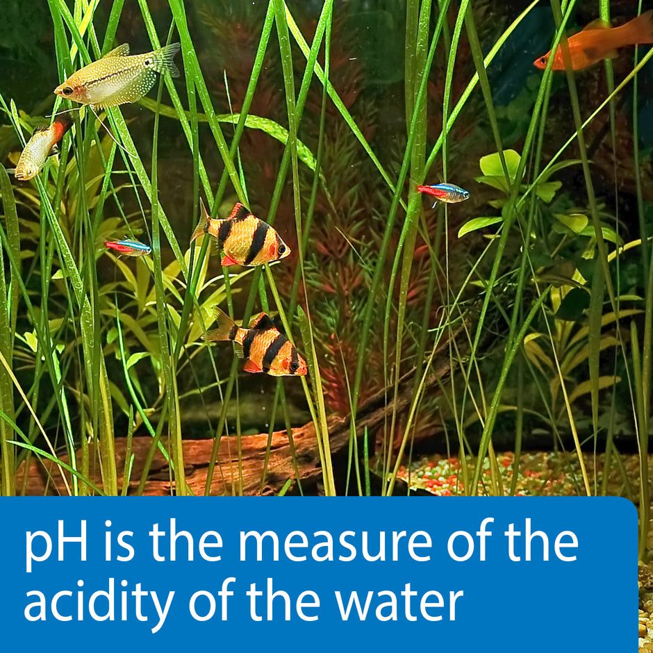 API PH Test Strips