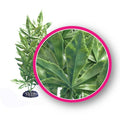 Weco Products Dream Series Hash Aquarium Plant