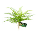 Zoo Med Naturalistic Flora Lace Fern Terrarium Plant