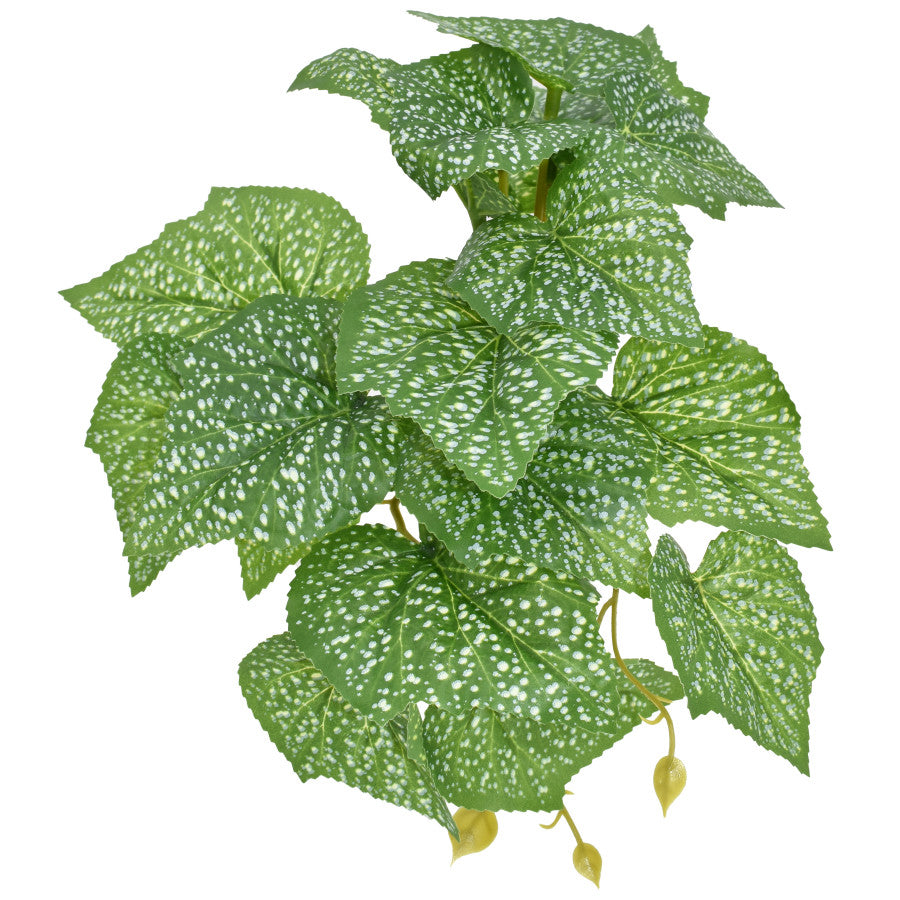 Komodo Standing Spotted Pothos Plant