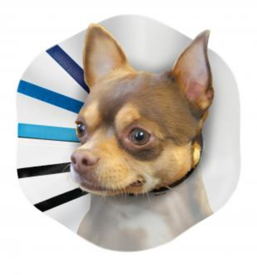 KONG E-Collar
