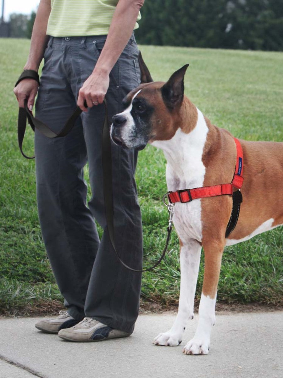 PetSafe Deluxe Easy Walk Steel Dog Harness
