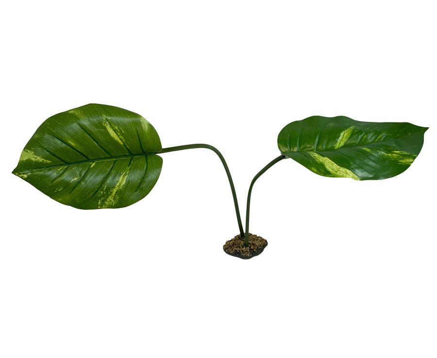 Komodo Guiana Plant